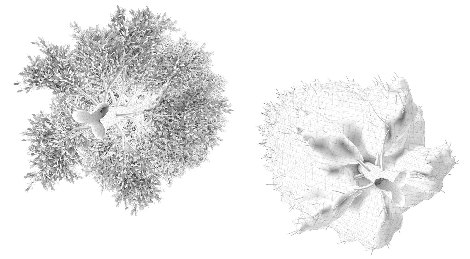 Season Tuscan Cypress Tree 3D model_12