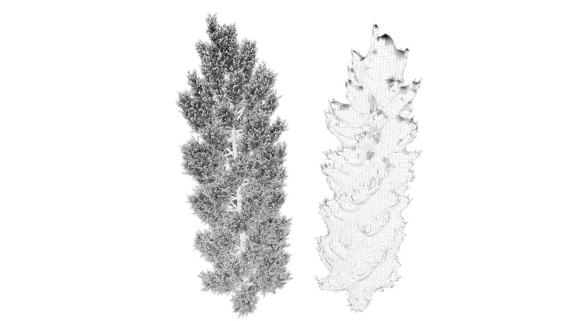 Season Tuscan Cypress Tree 3D model_10