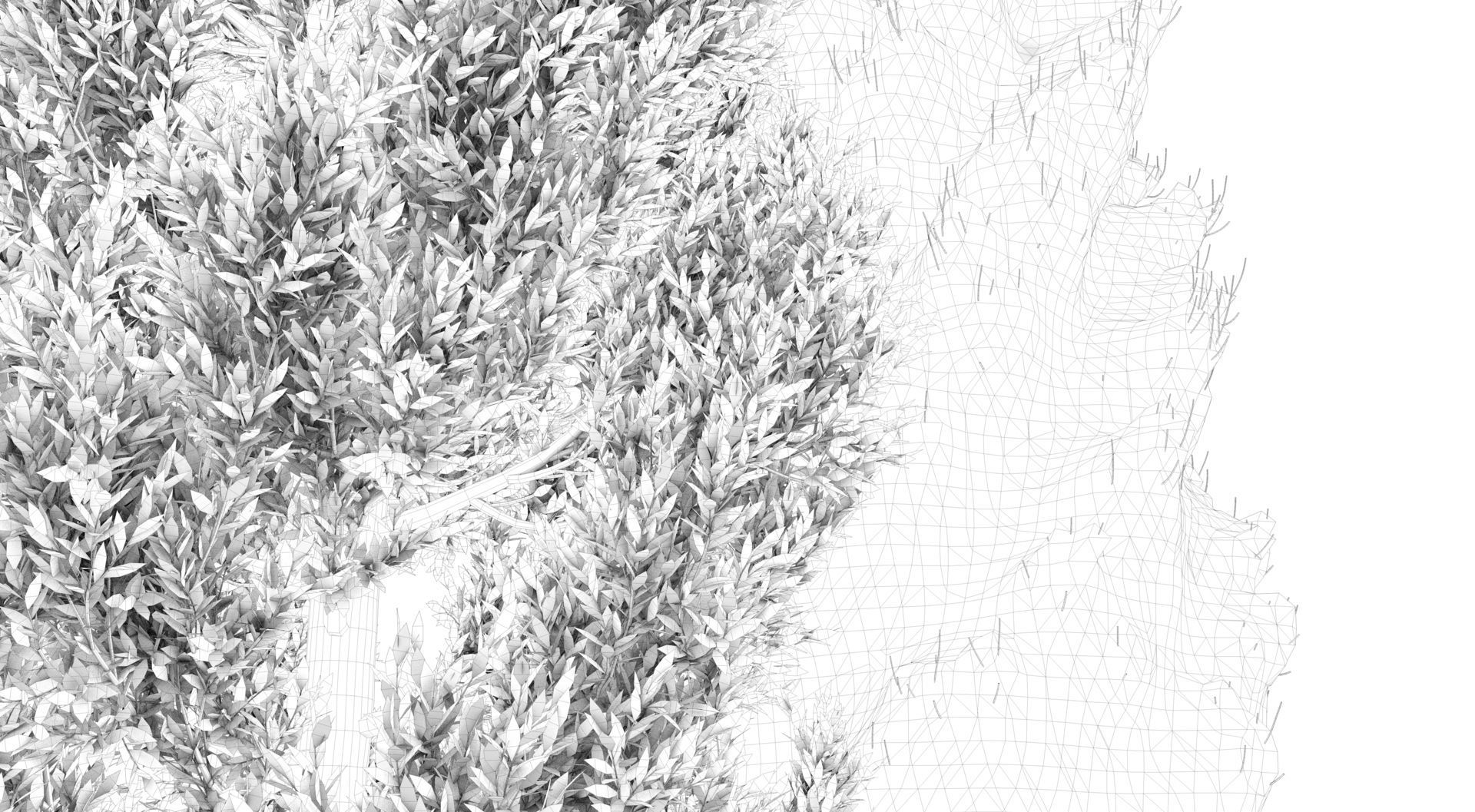 Season Tuscan Cypress Tree 3D model_13