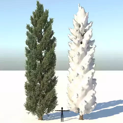 Season Tuscan Cypress Tree 3D model