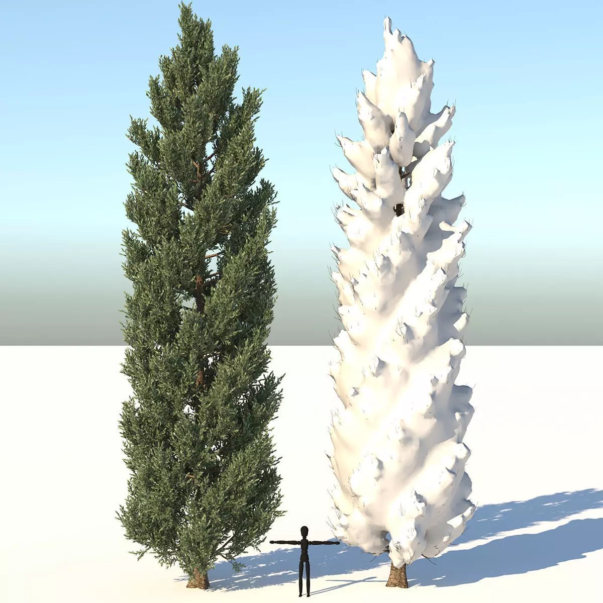 Season Tuscan Cypress Tree 3D model_0