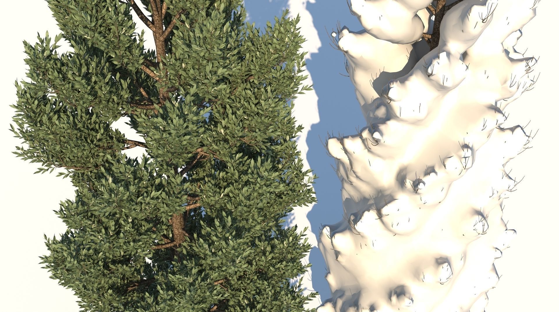 Season Tuscan Cypress Tree 3D model_4