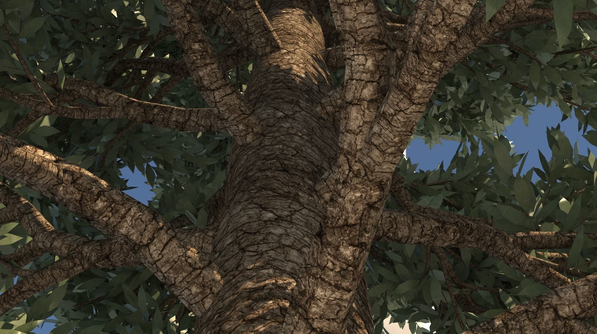 Season Tuscan Cypress Tree 3D model_5