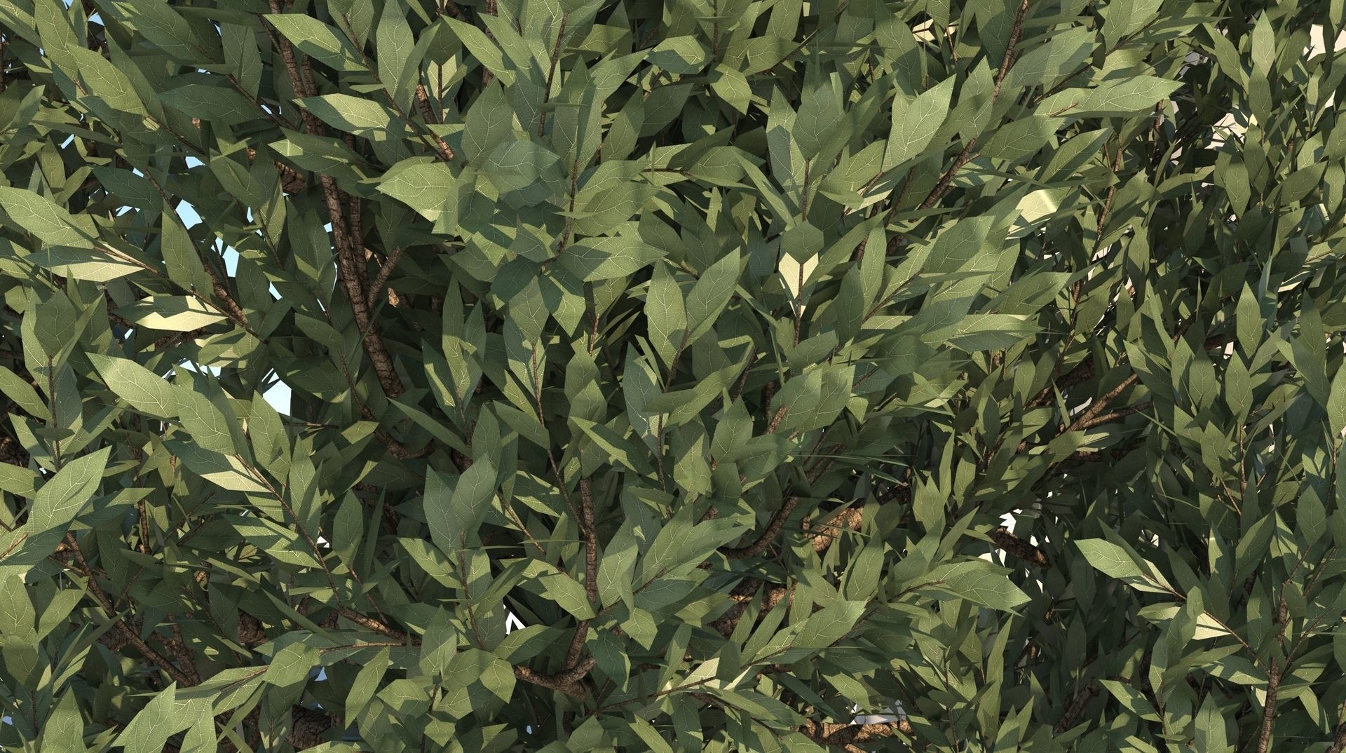 Season Tuscan Cypress Tree 3D model_7