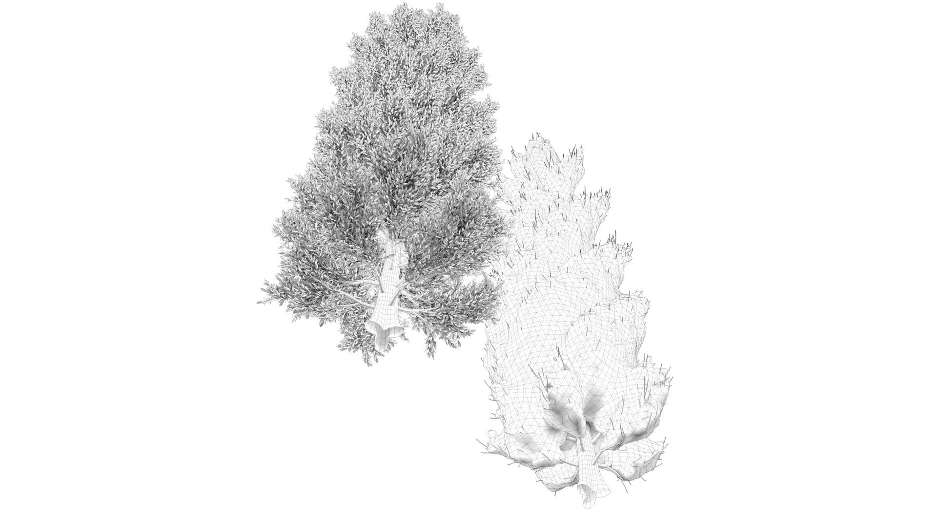 Season Tuscan Cypress Tree 3D model_11