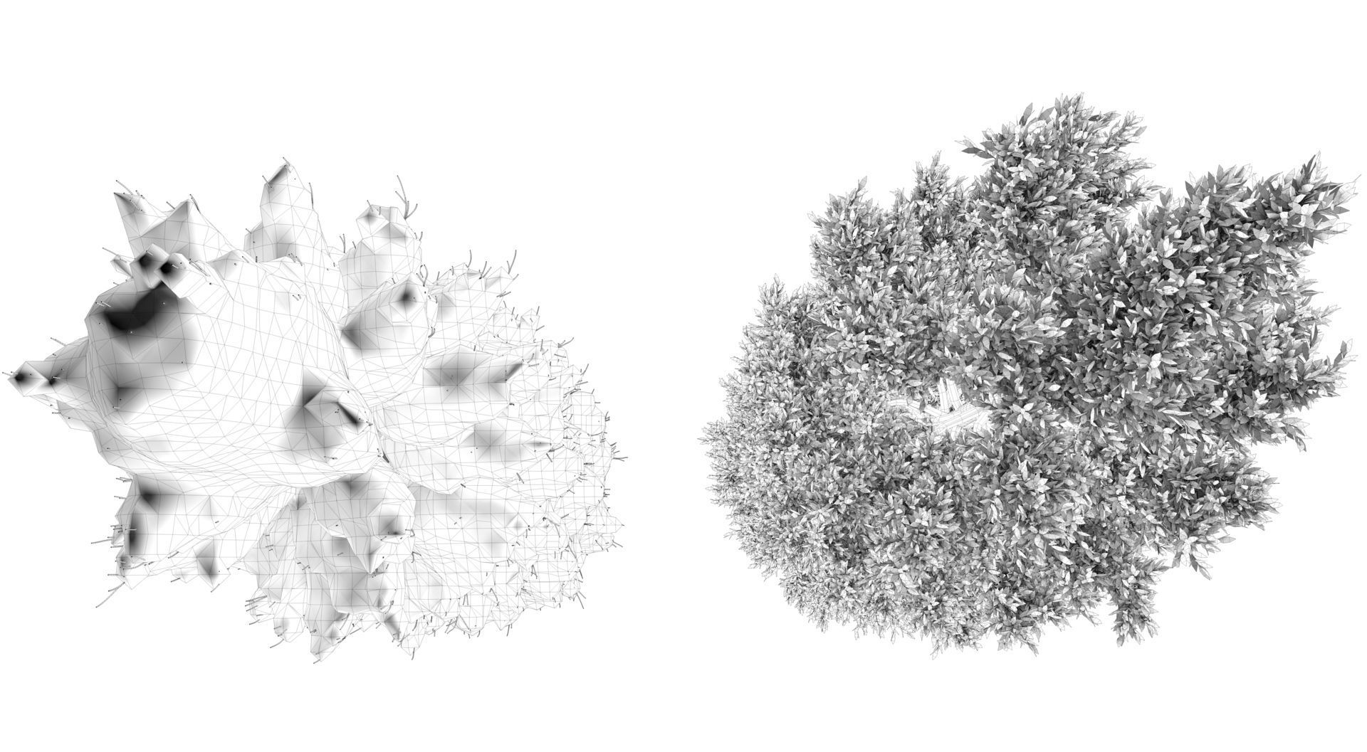 Season Tuscan Cypress Tree 3D model_14