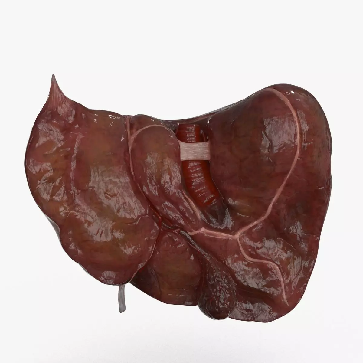 Human Liver and Gallbladder 3D Model Low-poly 3D model