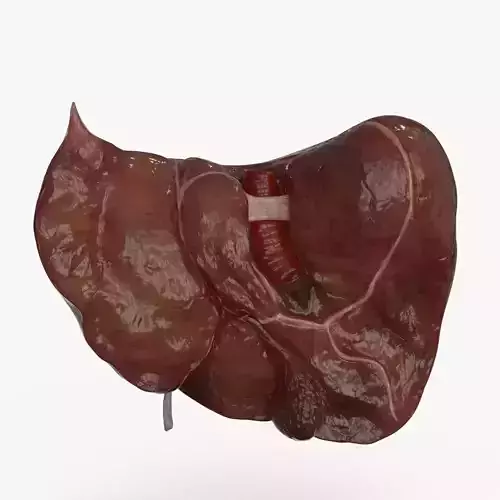 Human Liver and Gallbladder 3D Model Low-poly 3D model