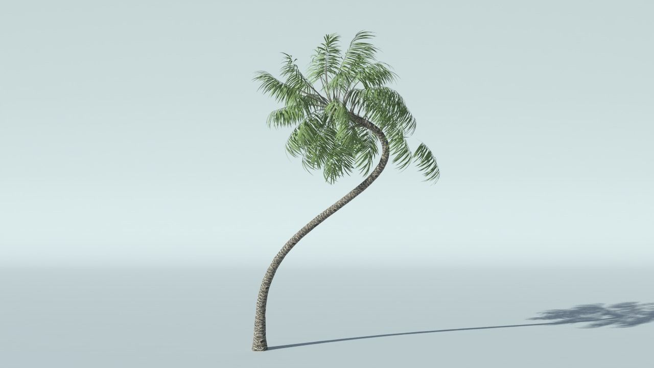 Coconut Palm Tree 3D model_6