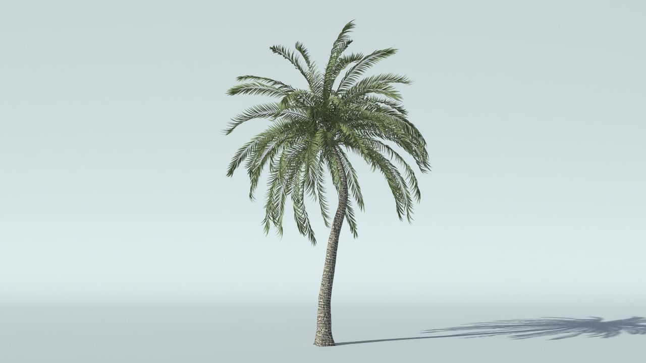 Coconut Palm Tree 3D model_9