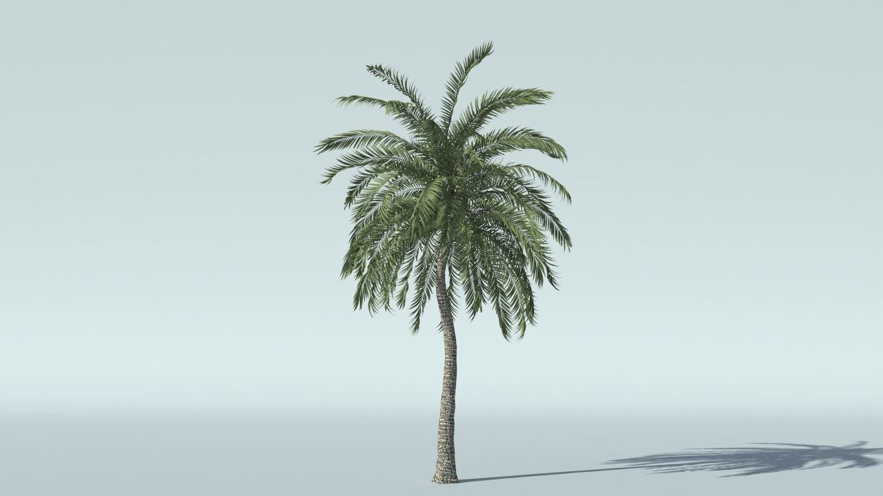 Coconut Palm Tree 3D model_2