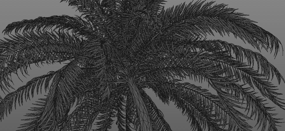 Coconut Palm Tree 3D model_11