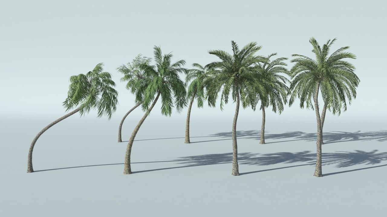 Coconut Palm Tree 3D model_0