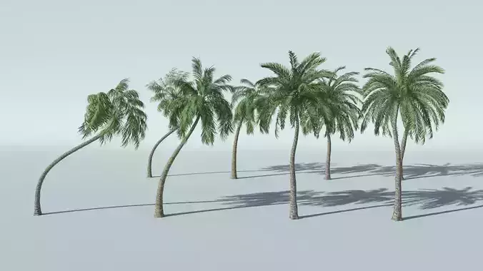 Coconut Palm Tree 3D model
