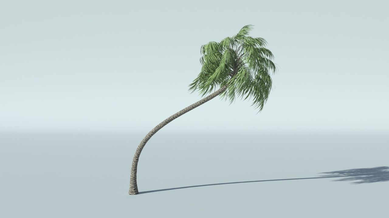 Coconut Palm Tree 3D model_3