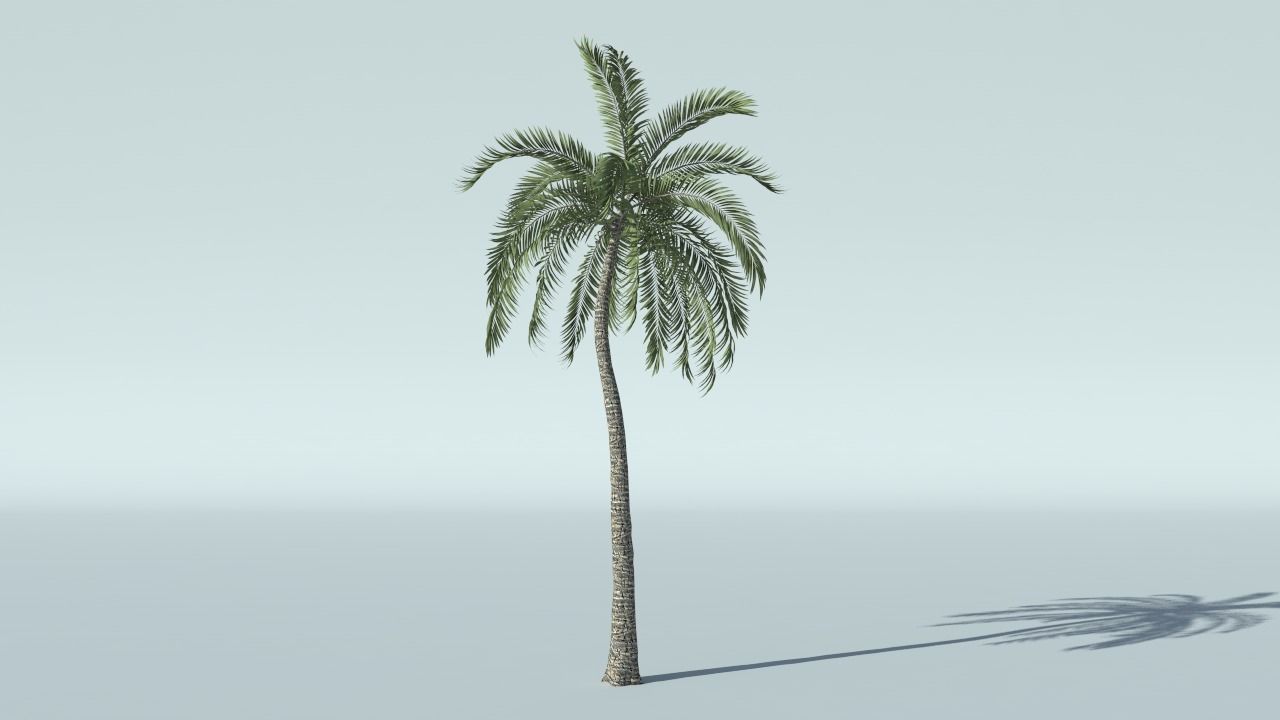 Coconut Palm Tree 3D model_7