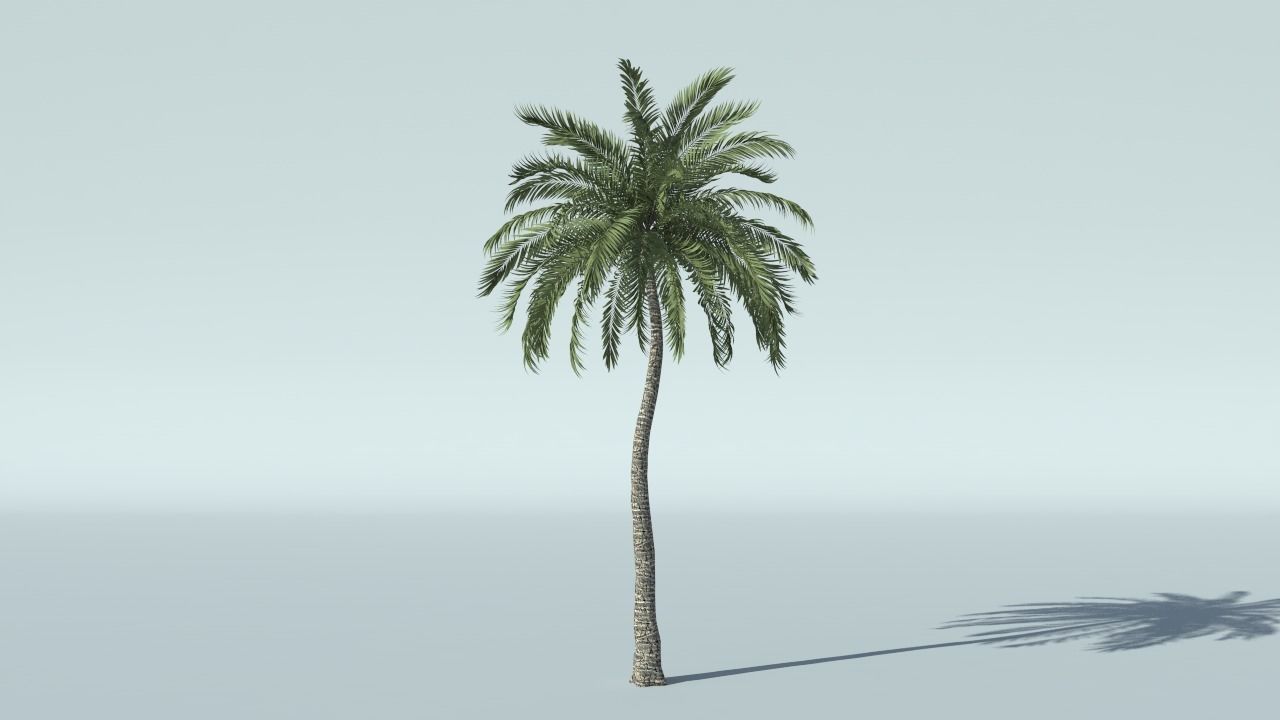 Coconut Palm Tree 3D model_5