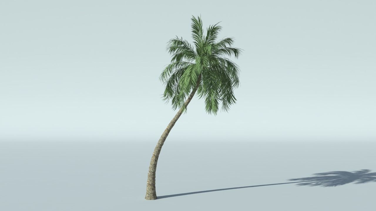 Coconut Palm Tree 3D model_4