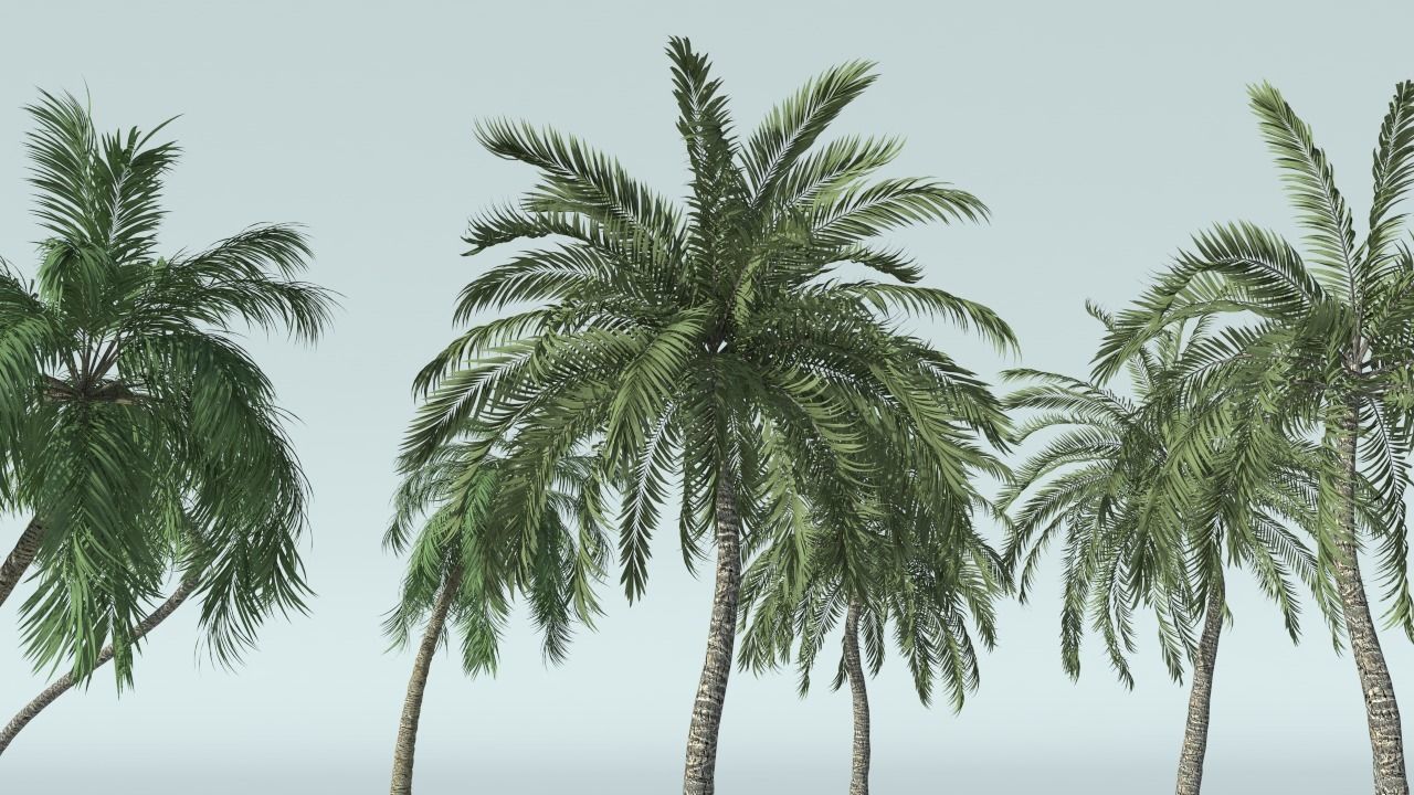 Coconut Palm Tree 3D model_10