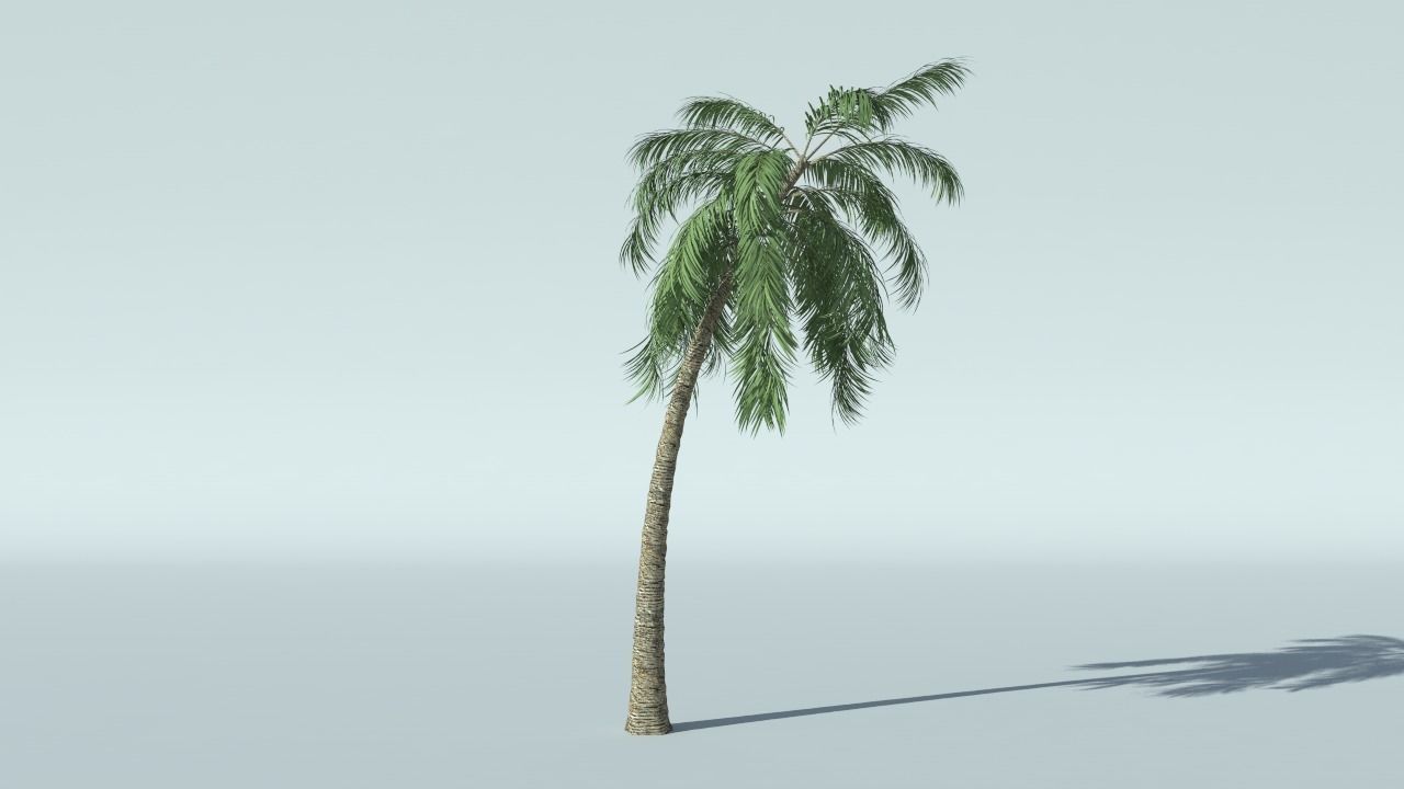 Coconut Palm Tree 3D model_8