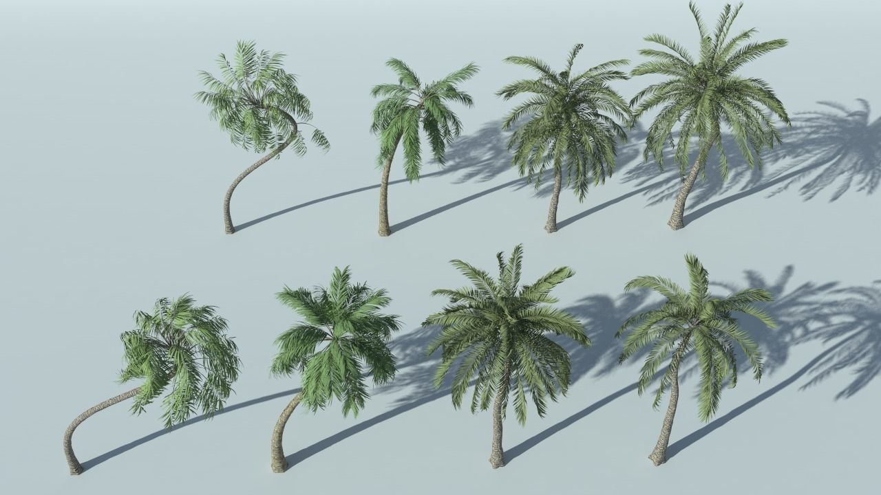 Coconut Palm Tree 3D model_1