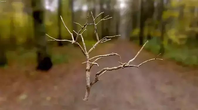 Autumn Dry Apple Tree  Scan Full-Size