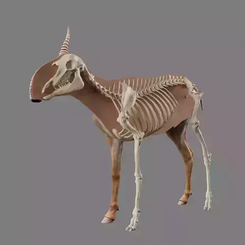 Saiga Antelope With Bone