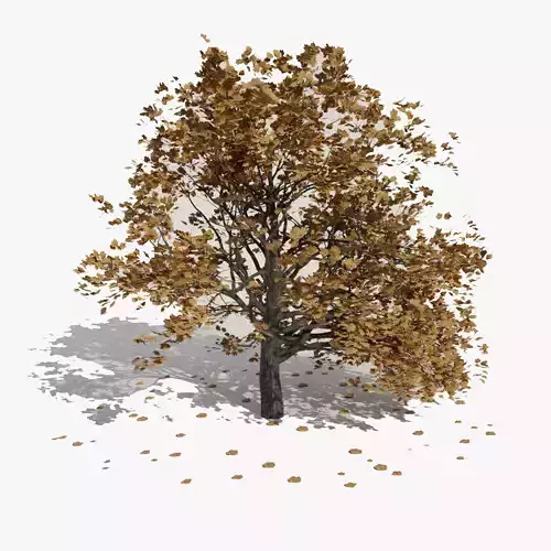 Old Oak Autumn Leaf Tree