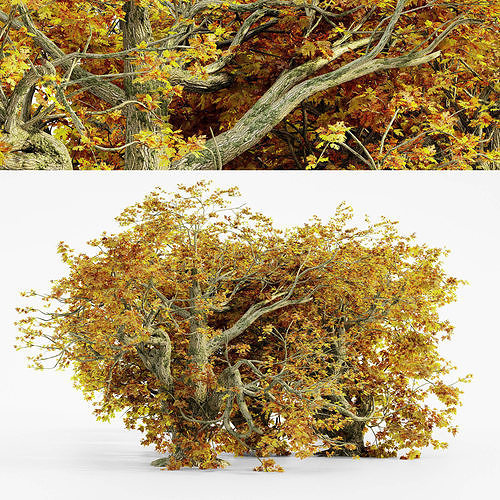 Big Leaf Maple Fall tree collection 5 trees in the scene   Free 3D model