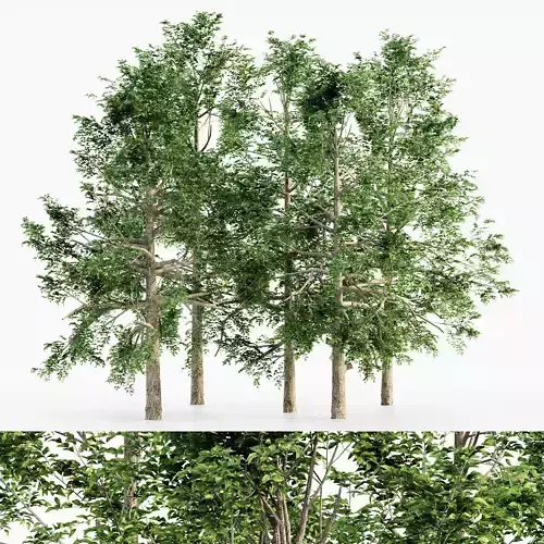 Black Gum tree collection 5 trees in the scene