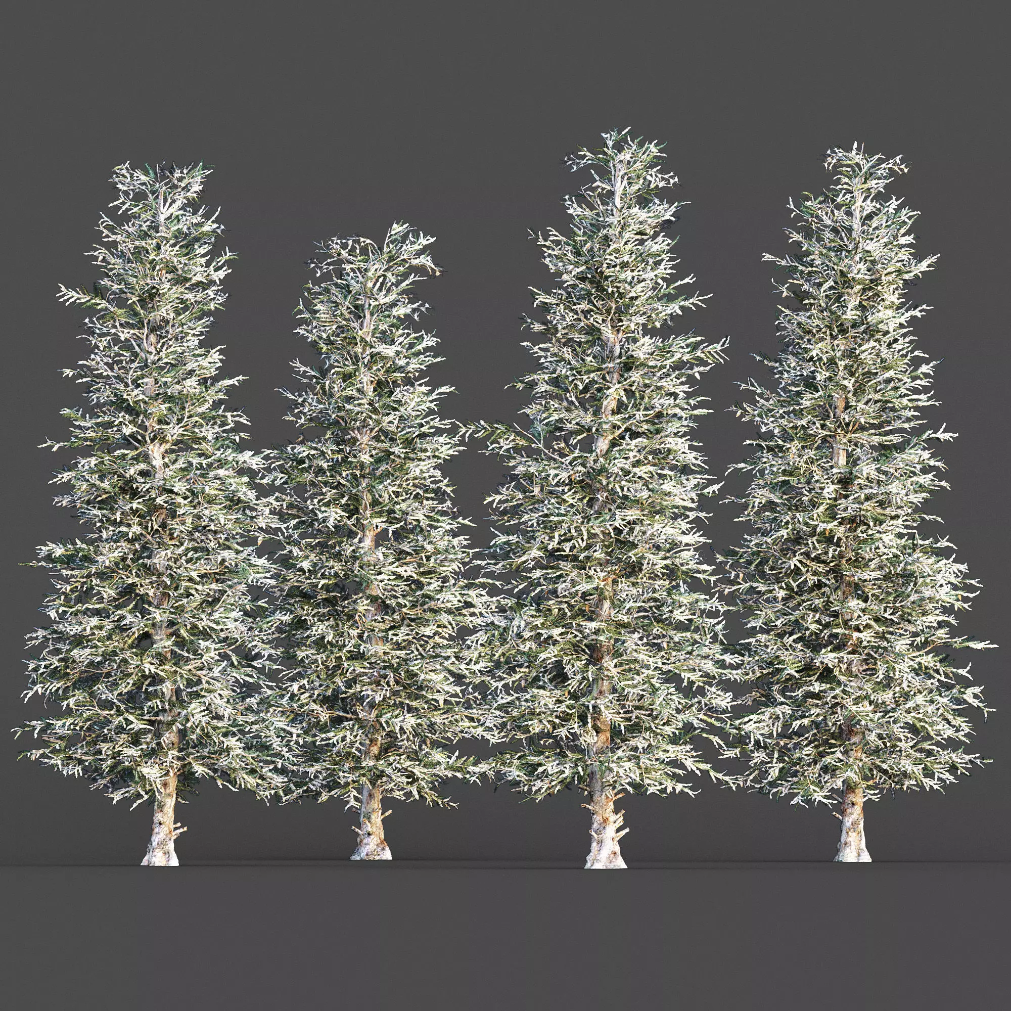 BlueSpruce Winter tree collection 5 trees in the scene Free 3D model