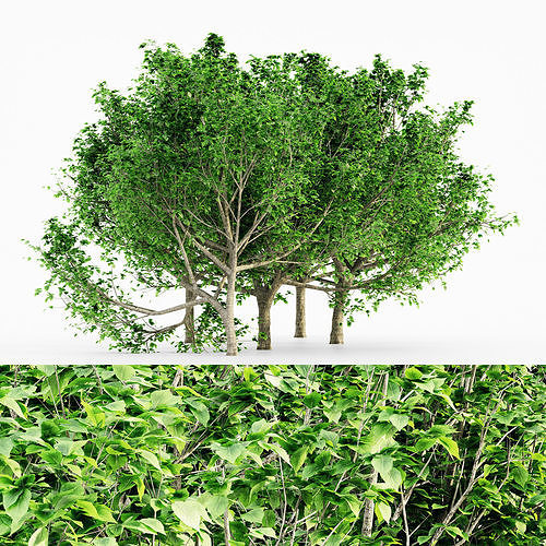 Bradford Pear tree collection 5 trees in the scene Free 3D model