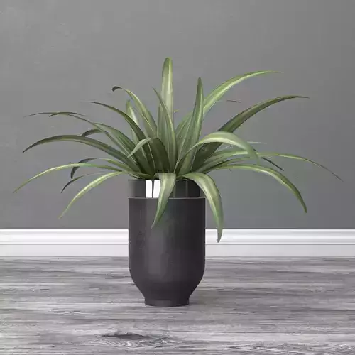 indoor and outdoor spider plant 3D model