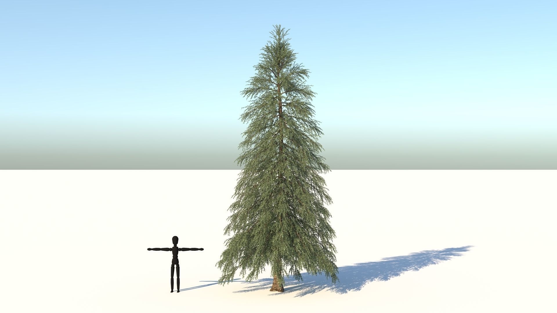 Abies Fraseri Tree 3D model_1