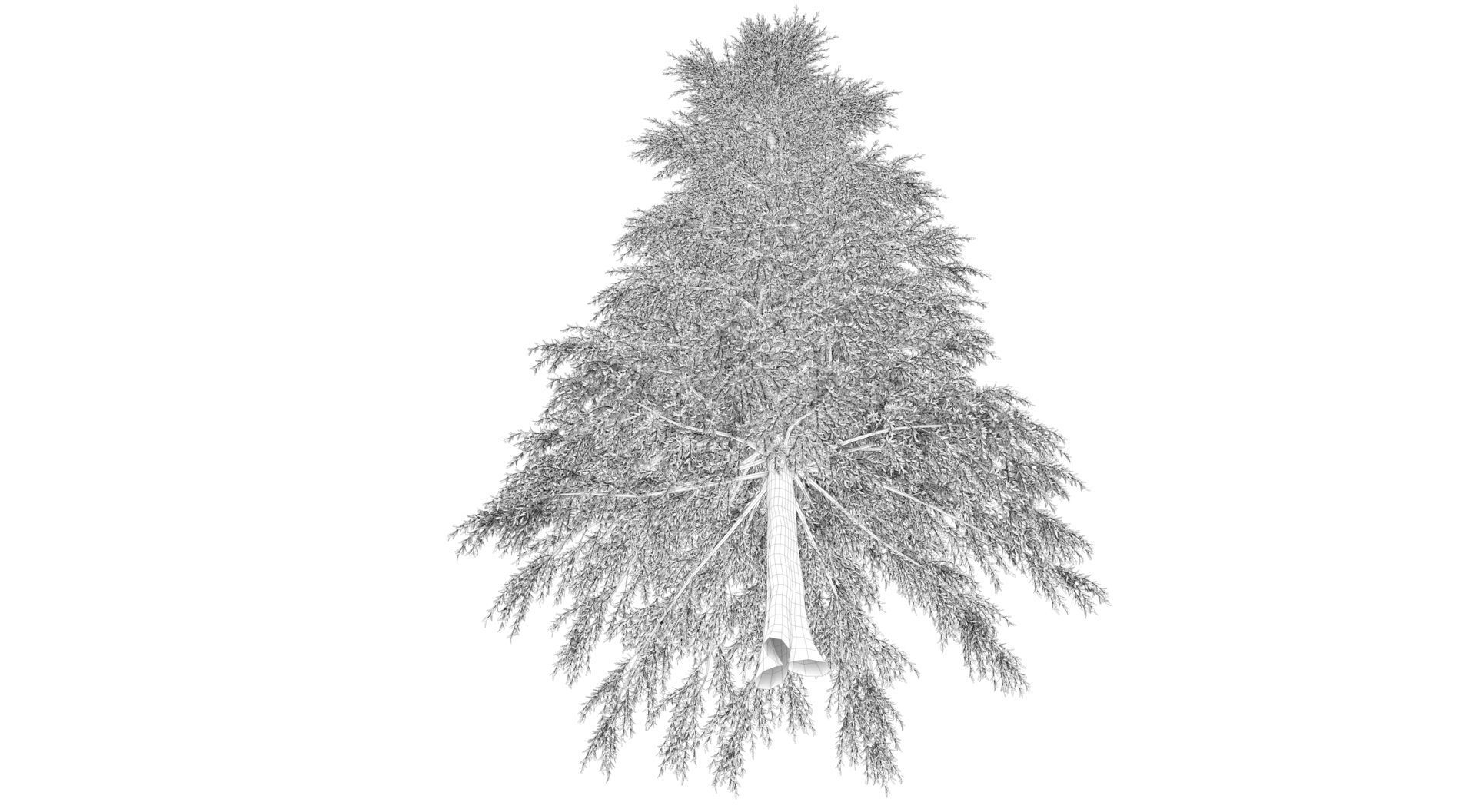 Abies Fraseri Tree 3D model_11