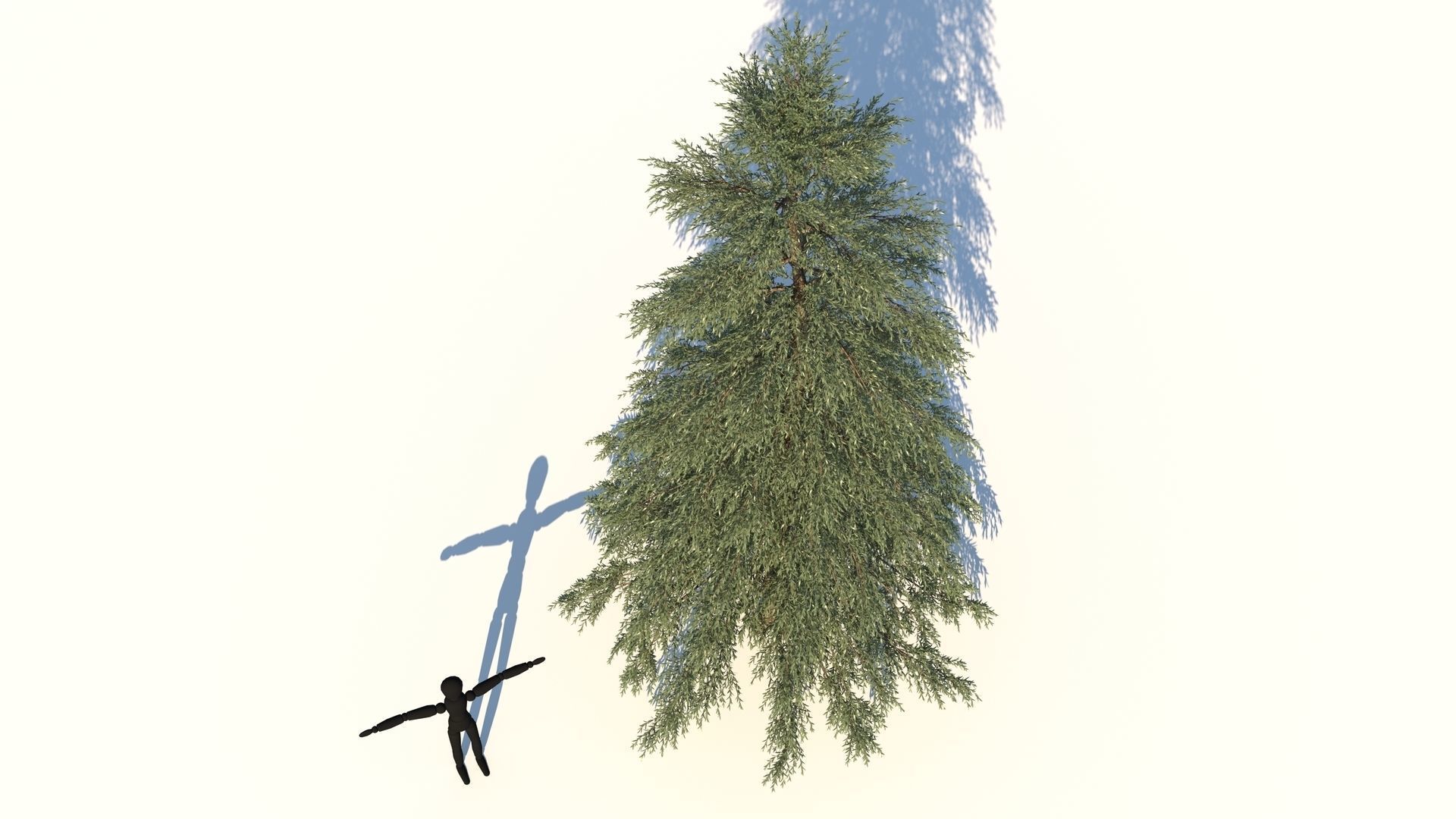 Abies Fraseri Tree 3D model_3