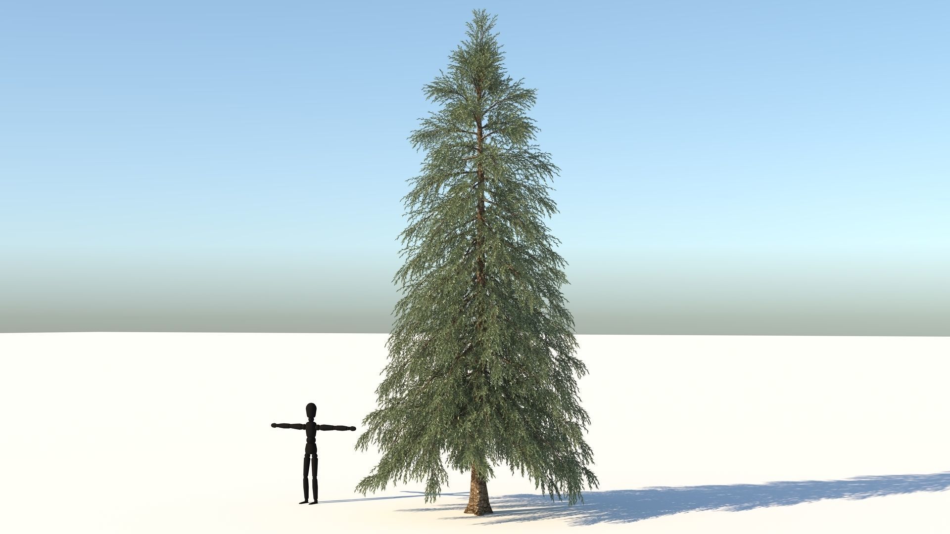 Abies Fraseri Tree 3D model_2