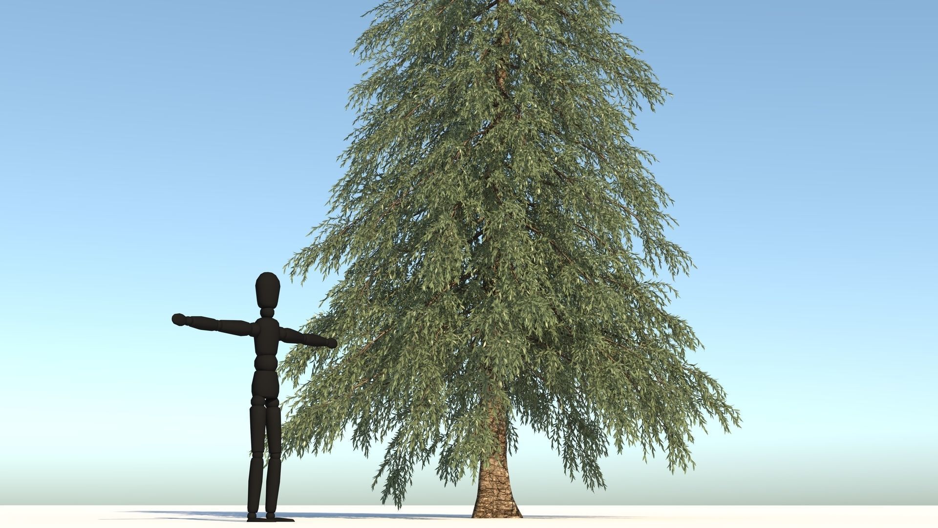 Abies Fraseri Tree 3D model_4