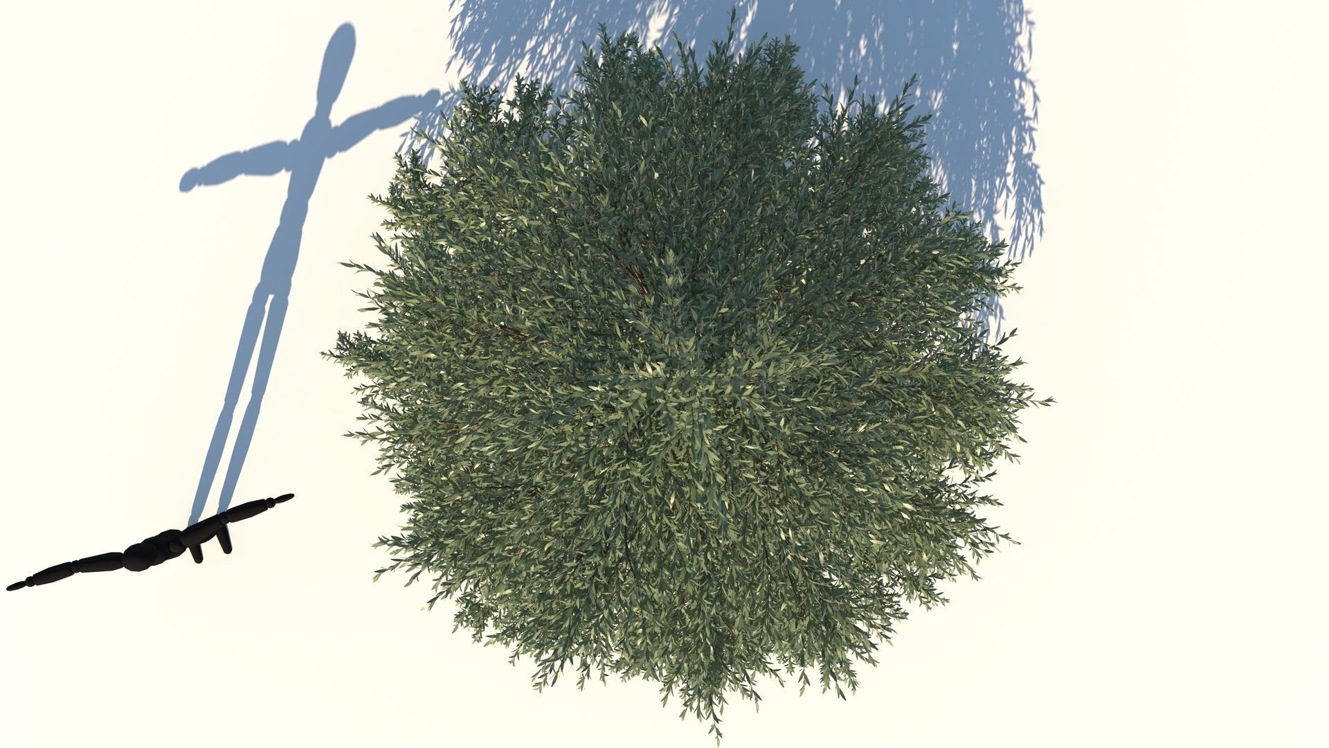 Abies Fraseri Tree 3D model_5