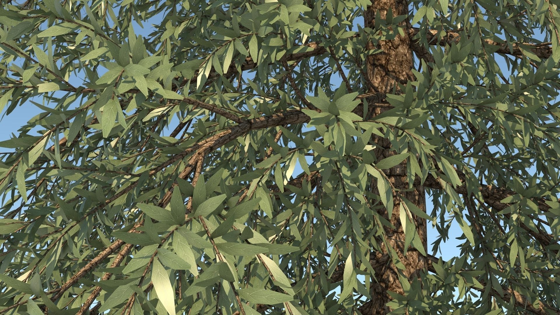 Abies Fraseri Tree 3D model_9