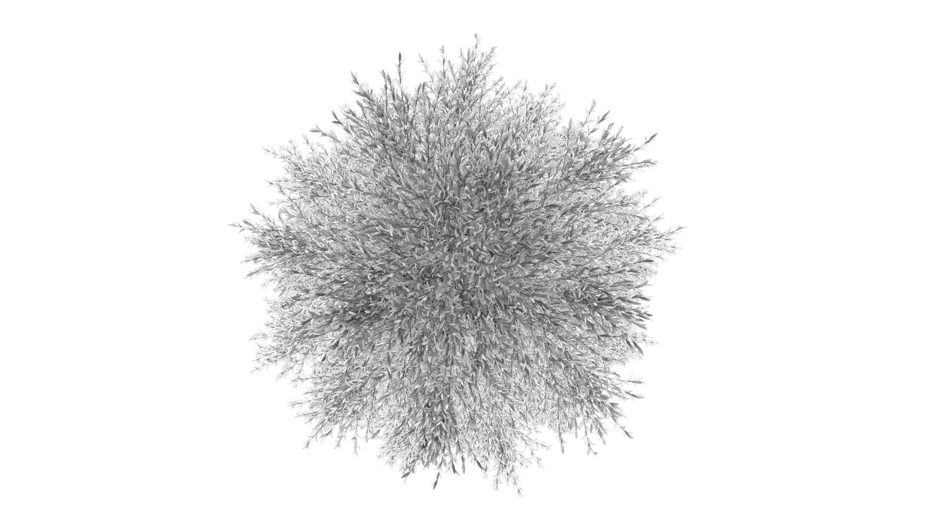 Abies Fraseri Tree 3D model_14