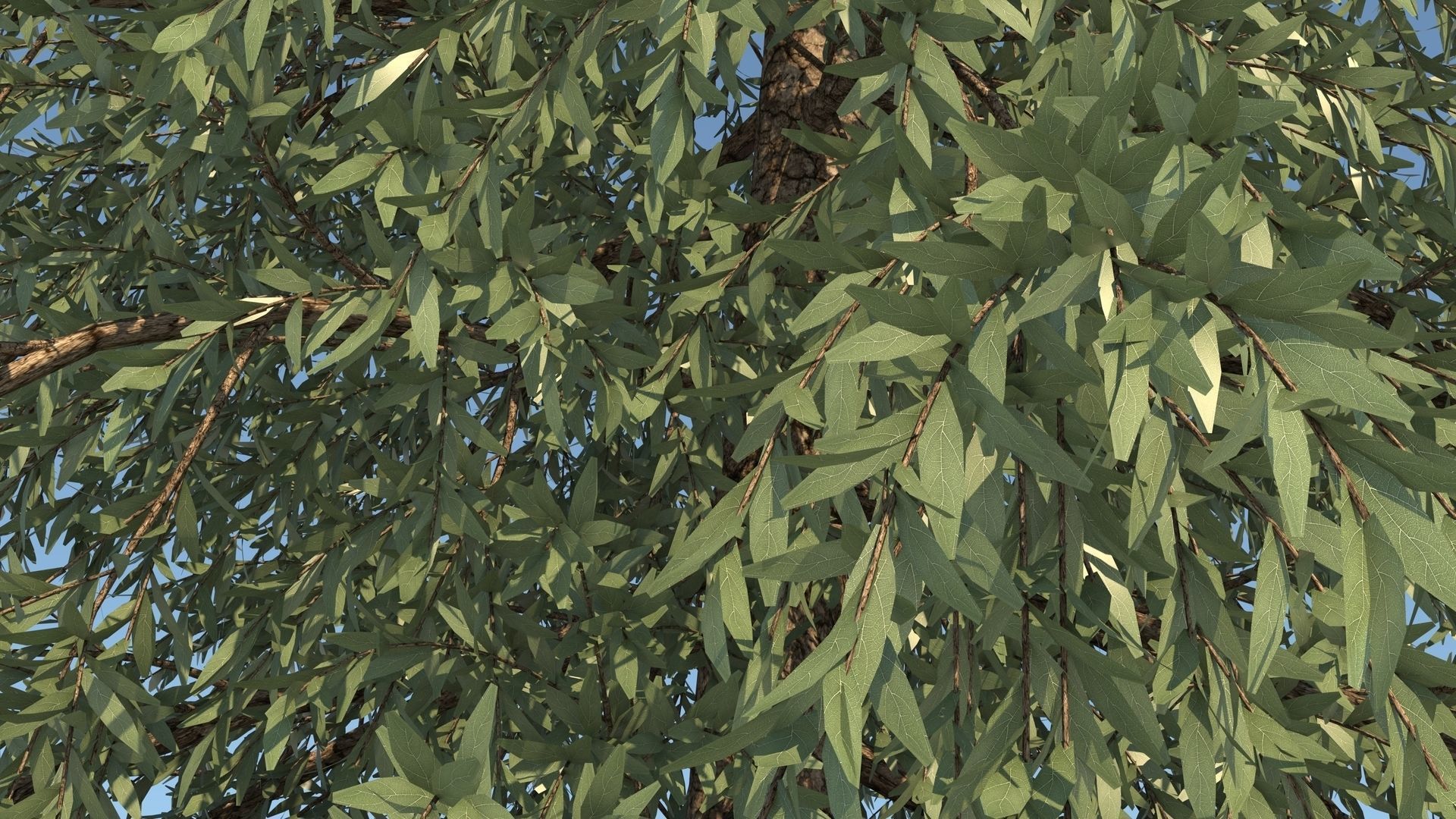 Abies Fraseri Tree 3D model_8