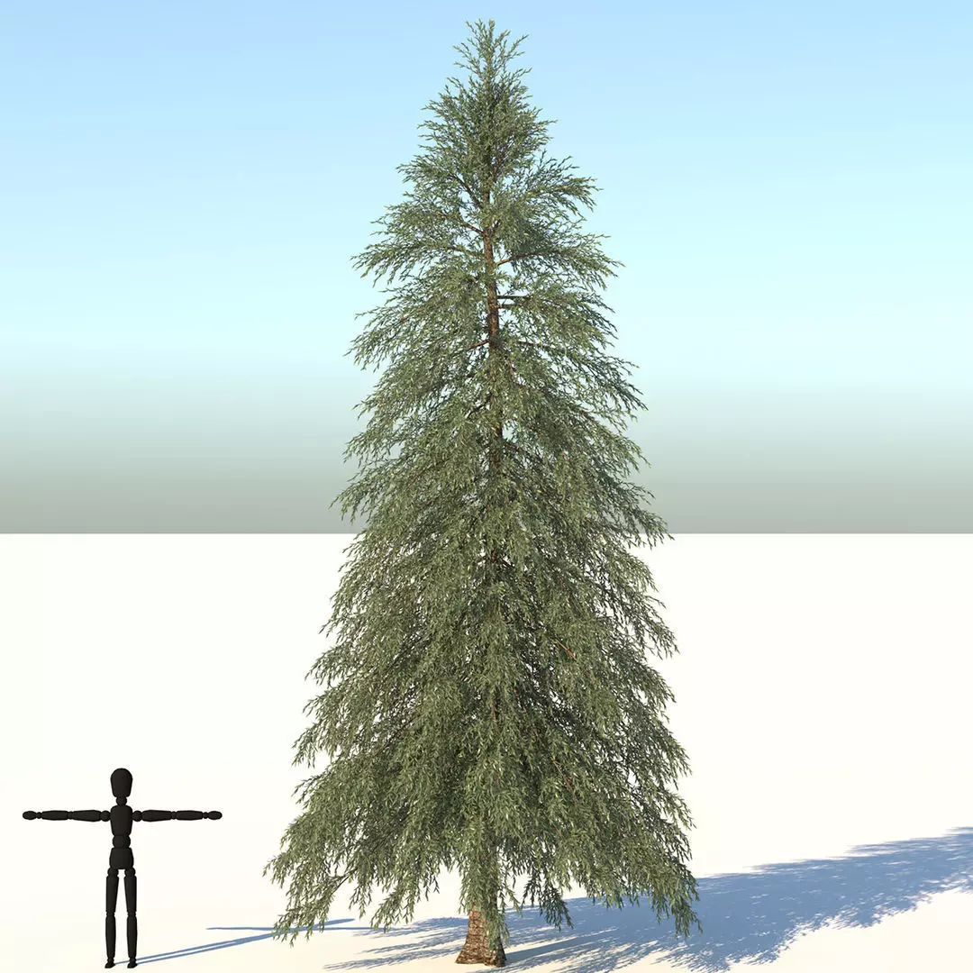 Abies Fraseri Tree 3D model_0