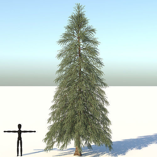Abies Fraseri Tree 3D model