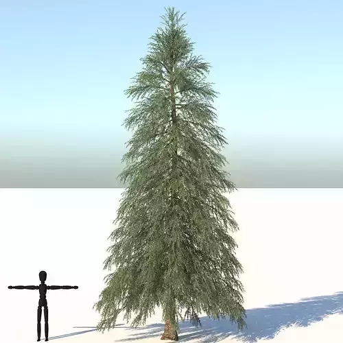 Abies Fraseri Tree 3D model