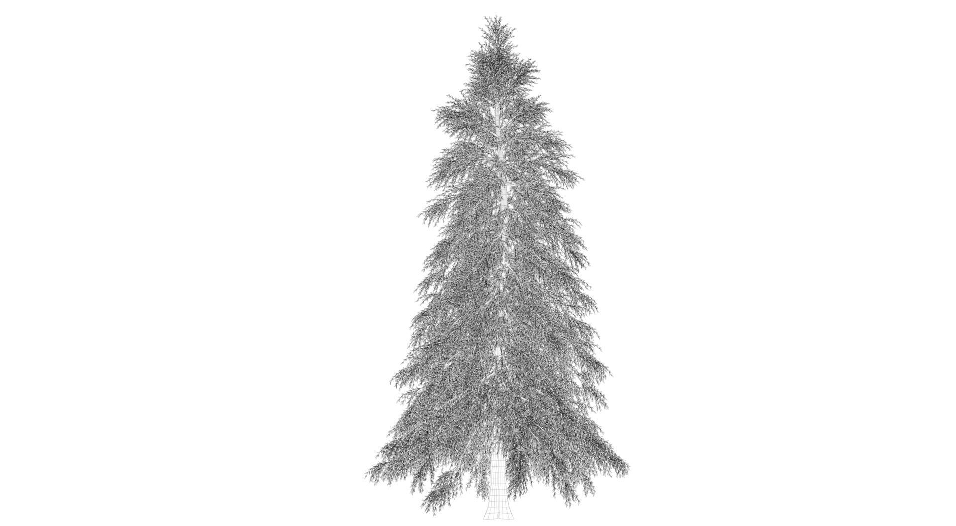 Abies Fraseri Tree 3D model_10