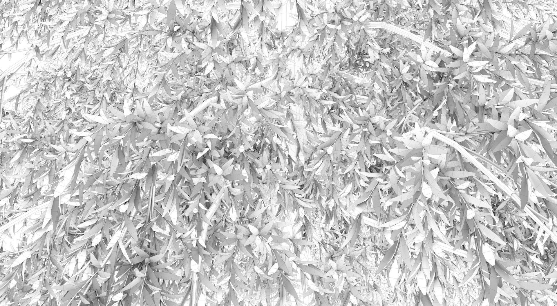 Abies Fraseri Tree 3D model_12