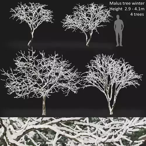 Malus fruit tree winter