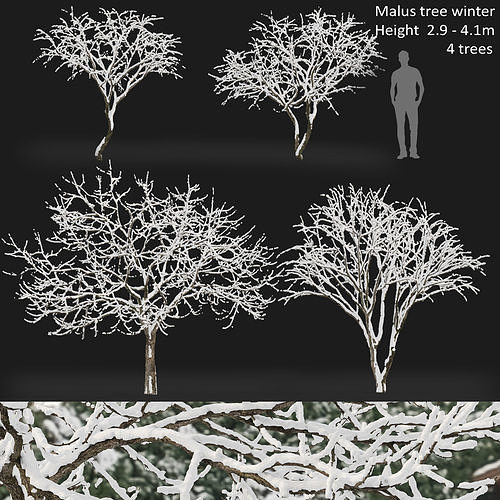 Malus fruit tree winter 3D model