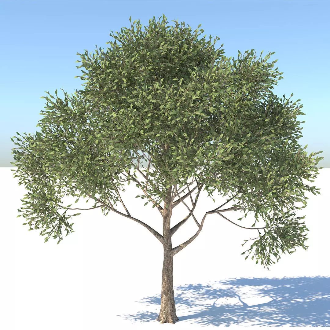 Apple Tree  3D model_0